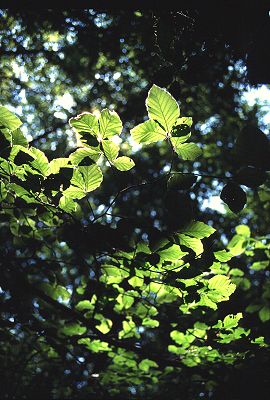 Young beech leaves