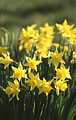 A bunch of daffodils (the national emblem of Wales)