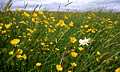 Wildflower meadow at Ty Brith SSSI, an unimproved hay meadows in Montgomeryshire