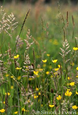 Buttercups in a meadow at Llanmerewig Glebe