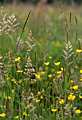 Buttercups in a meadow at Llanmerewig Glebe