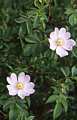 Dog rose flowers