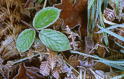 Frost on leaves