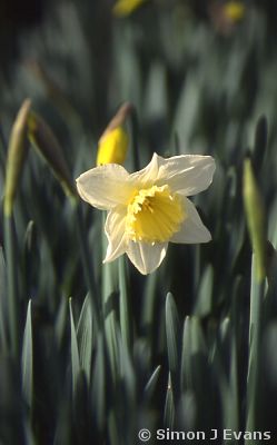 A Daffodil