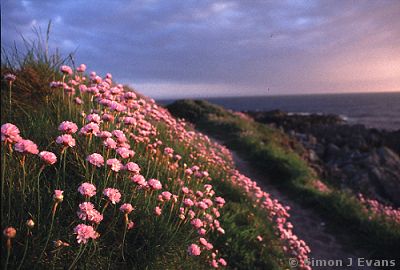 Thrift on the Anglesey coast near Rhosneigr