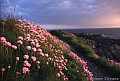 Thrift, Anglesey coast