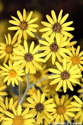 Brachyglottis flowers