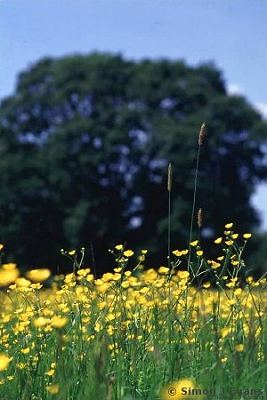 Buttercups at Elvaston Hall, Derbyshire