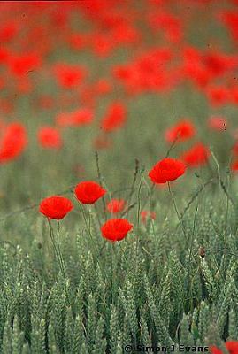 Red oppies in a field near Bayston Hill, Shropshire