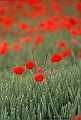 Red poppies