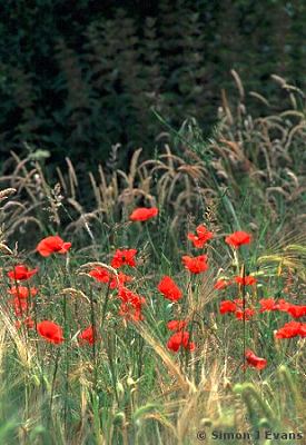 Red poppies in a field near Bayston Hill, Shropshire