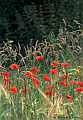 Red poppies