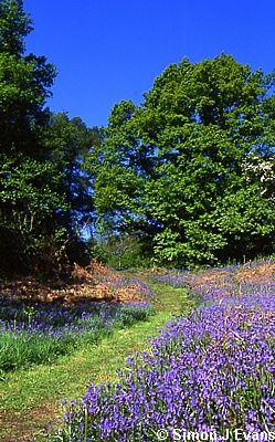 Bluebells at Gaer Fawr woodland reserve