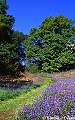 Bluebells at Gaer Fawr