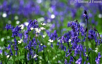 Bluebells and Stitchwort