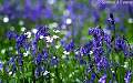 Bluebells and Stitchwort