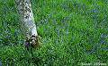 Bluebells and young Birch tree