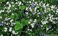 Bramble leaves, Bluebells and Stitchwort