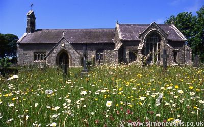 Wild flowers in Llangadwaladr churchyard