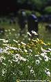 Oxeye daisies in Llangadwaladr churchyard