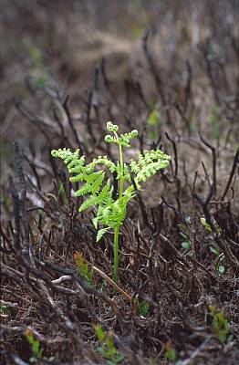 Green fern and burnt heather on the Long Mynd