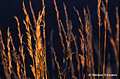 Grasses in evening sun