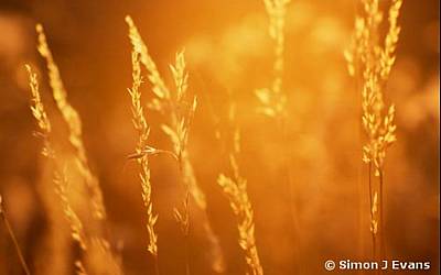 Grasses in evening sun