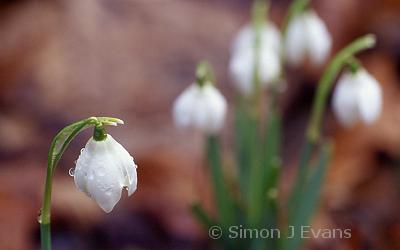 Snowdrops at Attingham Park