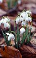 Snowdrops at Attingham Park