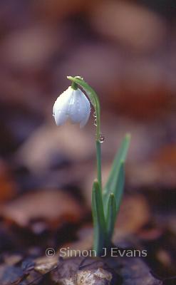 Single snowdrop flower at Attingham Park