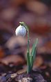 Single snowdrop flower at Attingham Park