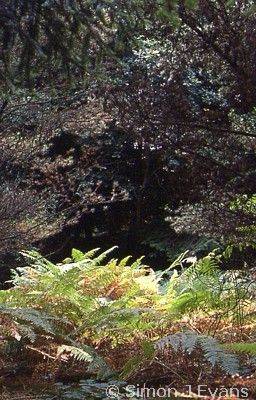 Bracken in a woodland clearing