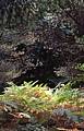 Bracken in a woodland clearing