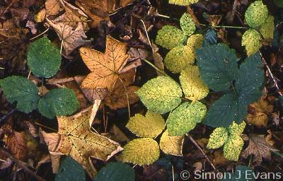 Autumn leaves