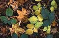 Autumn leaves