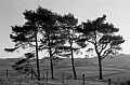 Scots pines