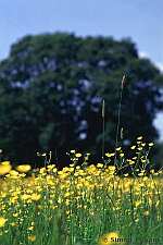 Buttercups, photo by Simon J Evans