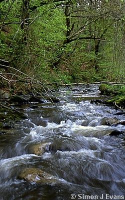 Stream flowing through Coed Pendugwm nature reserve 