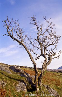Thorn Tree beside the Snowdon Ranger Path, Snowdonia