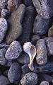 Whelk shell and stones on a beach