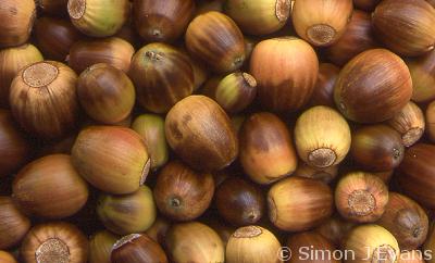 acorns from the English or common oak (Quercus robur) in close-up