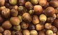 acorns from the English or common oak