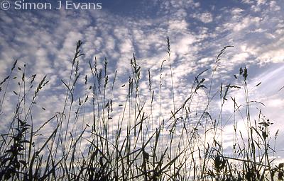 Flecked cirrus clouds and blue sky