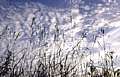 Cirrus clouds and blue sky