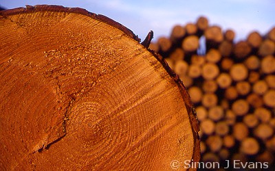 Softwood logs piled up during tree harvesting