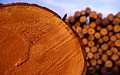 Softwood logs piled up during tree harvesting