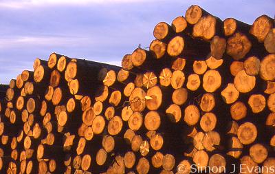 Softwood logs piled up during tree harvesting