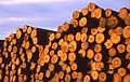 Softwood logs piled up during tree harvesting