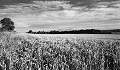 cornfield, Shropshire