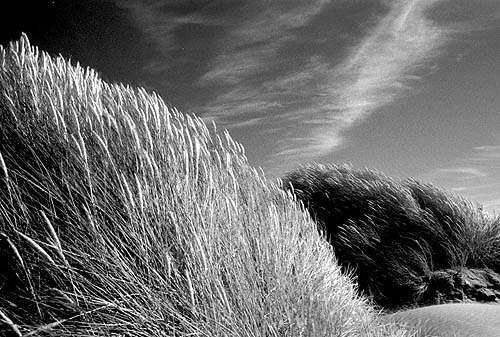 Marram granes and sand dunes at Ynys Las